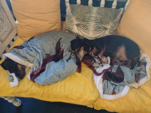 Cute doggies at House of Wonders in Cascais