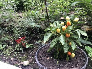 Veg is growing in the city!  at Zelen in Belgrade