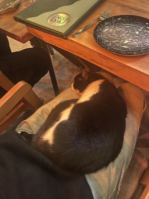Friendly resident cat  at Nova Restaurant   in Antalya