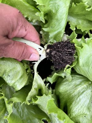   at Little Logan's Veganic Farm in Gardiner