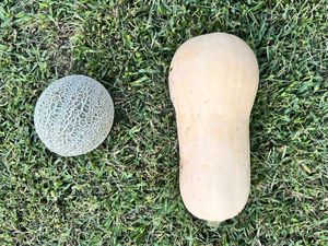   at Little Logan's Veganic Farm in Gardiner