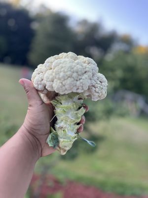   at Little Logan's Veganic Farm in Gardiner