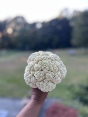   at Little Logan's Veganic Farm in Gardiner