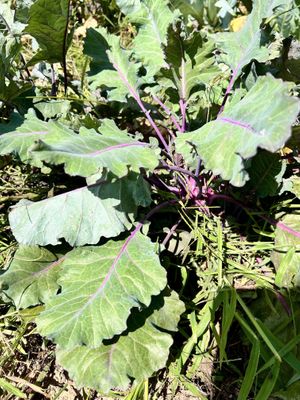   at Little Logan's Veganic Farm in Gardiner