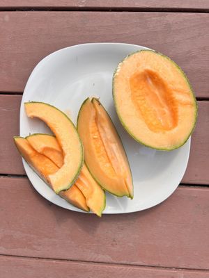   at Little Logan's Veganic Farm in Gardiner