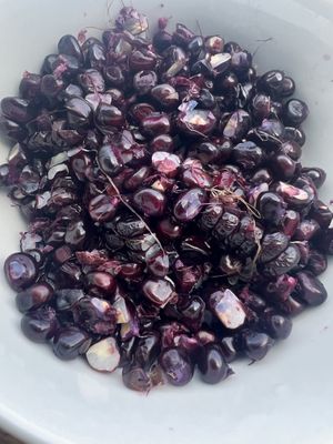   at Little Logan's Veganic Farm in Gardiner