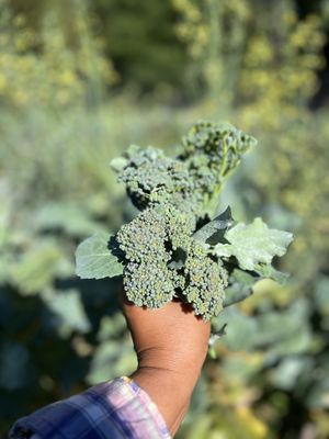   at Little Logan's Veganic Farm in Gardiner