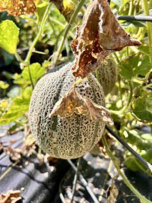   at Little Logan's Veganic Farm in Gardiner