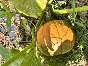   at Little Logan's Veganic Farm in Gardiner