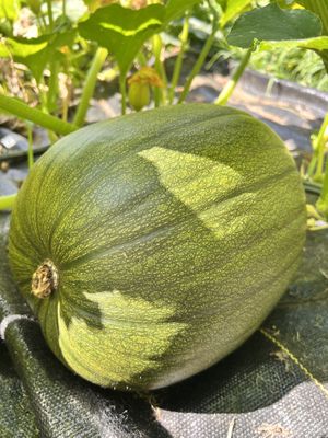   at Little Logan's Veganic Farm in Gardiner