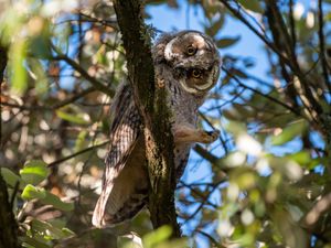  at Tenuta Scrafana in Montevarchi