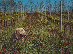  at Tenuta Scrafana in Montevarchi
