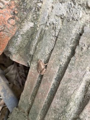   at Yên Homestay & Vegan Macrobiotic in Hoi An