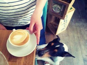 They also offer espresso specialities with steamed plantbased milks, including almond-, spelt-, hazelnut- and -best of all- soymilk. Good quality and direct trade coffee. at Koffie ende Koeck in Amsterdam