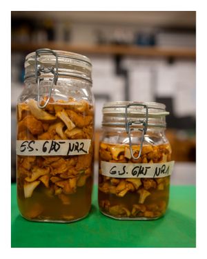   at Stefan Haas Fine Dine in Fischerndorf