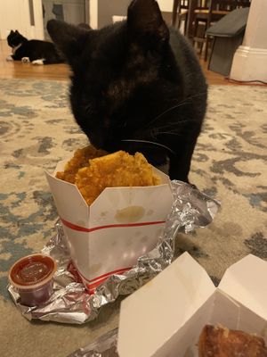 Even our cats loved the plantains 😂  at Rhythm 'n Wraps in Boston