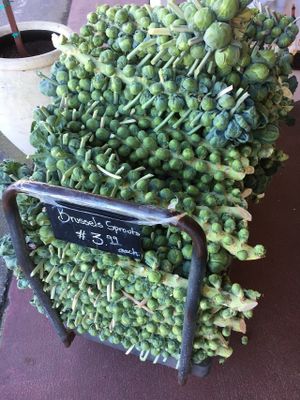 Fresh Brussel sprouts at Pezzini Farms at Pezzini Farms in Castroville