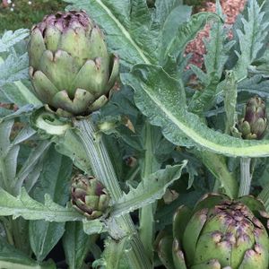 Artichokes at Pezzini Farms at Pezzini Farms in Castroville