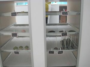 Sweets at Petit Lapin in Mount-royal