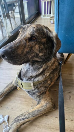  at The Pet People Cafe in Bangalore