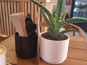  at PLANT SHACK    in Mallorca