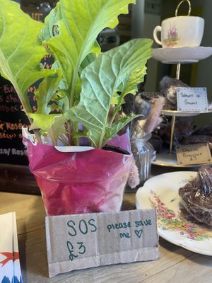   at Dig Inn  in Marple