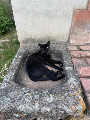 Katze  at AU-RA Vegan B&B in Castagneto Carducci