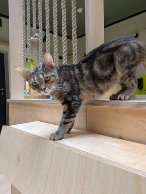  at Katzentempel Berlin Mitte in Berlin