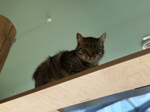   at Katzentempel Berlin Mitte in Berlin