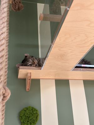 Nette Gesellschaft   at Katzentempel Berlin Mitte in Berlin