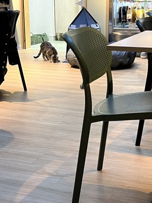   at Katzentempel Berlin Mitte in Berlin