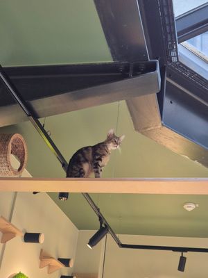  at Katzentempel Berlin Mitte in Berlin