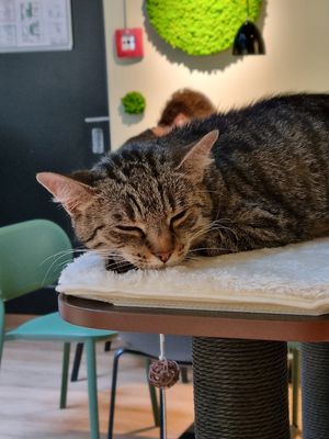 meow 🐱  at Katzentempel Berlin Mitte in Berlin