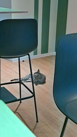  at Katzentempel Berlin Mitte in Berlin