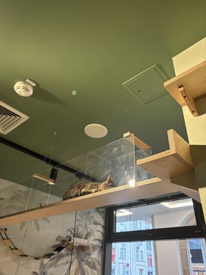   at Katzentempel Berlin Mitte in Berlin