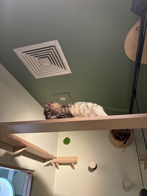   at Katzentempel Berlin Mitte in Berlin