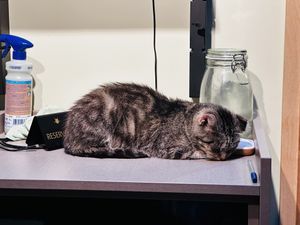   at Katzentempel Berlin Mitte in Berlin