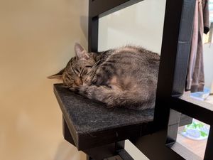 Another sleepy furry friend.  at Katzentempel Berlin Mitte in Berlin