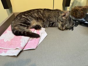 Sleepy cat.  at Katzentempel Berlin Mitte in Berlin