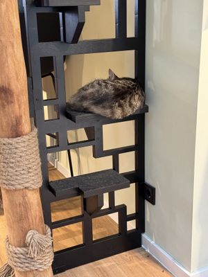 Chillin' feline .  at Katzentempel Berlin Mitte in Berlin