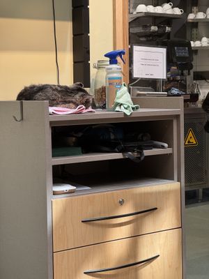 Kitty pays attention to the cleaning material .  at Katzentempel Berlin Mitte in Berlin