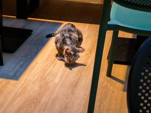 Cat at Katzentempel Berlin Mitte at Katzentempel Berlin Mitte in Berlin