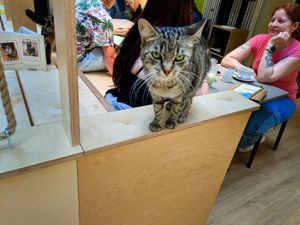 Cat at Katzentempel Berlin Mitte at Katzentempel Berlin Mitte in Berlin