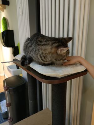  at Katzentempel Berlin Mitte in Berlin