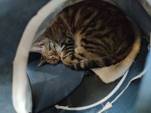  at Katzentempel Berlin Mitte in Berlin