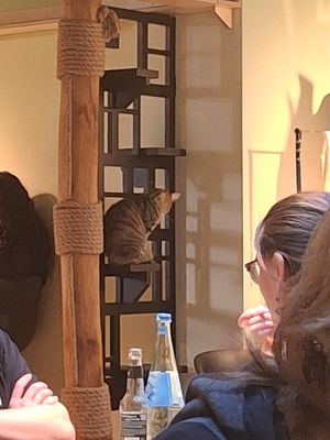  at Katzentempel Berlin Mitte in Berlin