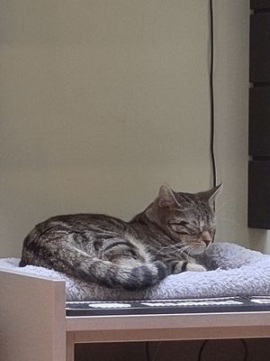 Miau at Katzentempel Berlin Mitte in Berlin