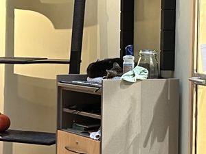 Sleeping cats everywhere  at Katzentempel Berlin Mitte in Berlin