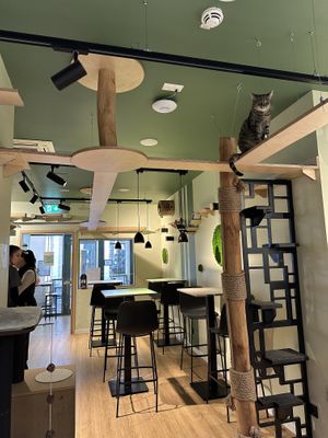   at Katzentempel Berlin Mitte in Berlin