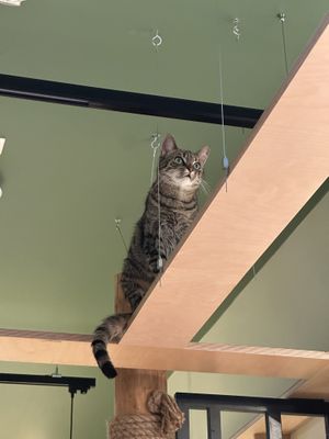   at Katzentempel Berlin Mitte in Berlin